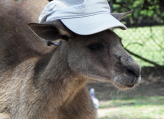 Australier - Starthilfe