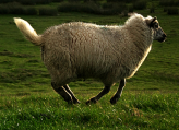 Rückzug